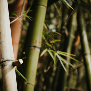 Bùm Chiu
