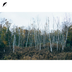 Haul (Radio Edit) cover art