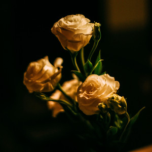 Rose by Ethan William Clark