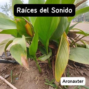Raices del Sonido by Aronaxter