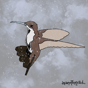 Hummingbird by toba.