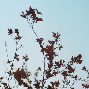 Portada de Blüten