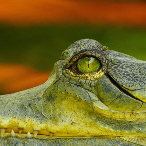 Lyle Lyle Crocodile Anthem by Rony Roz