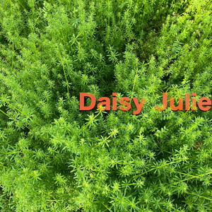 Daisy Julie by 山本政幸