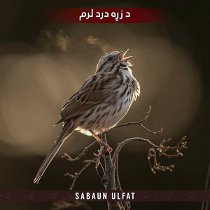 Sabaun Ulfat - بې له ياره زندګي ده