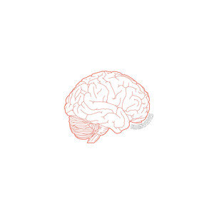 Brainwaves