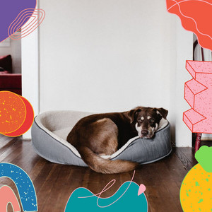 Opulent Background for Training Dogs album