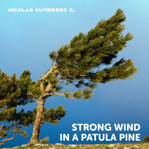 Strong wind in a Patula Pine by Nicolas Gutierrez G.