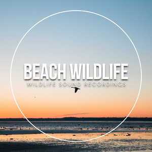 Beach Wildlife album
