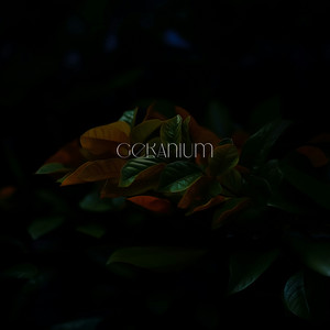 Geranium