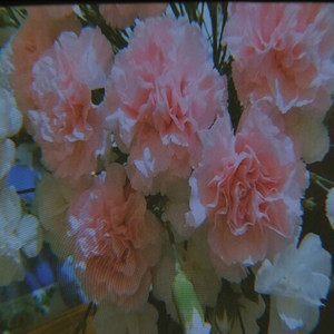 Por Si Se Marchitan las Flores by Frank Rvssell, Sucia elegancia