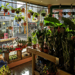 Clearance Plants by ezs islands