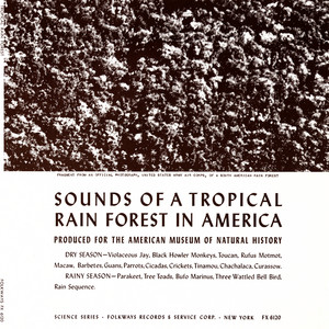 The Rainy Season: Tree Fall with Screaming Monkeys, Parrots and Macaw by Unspecified