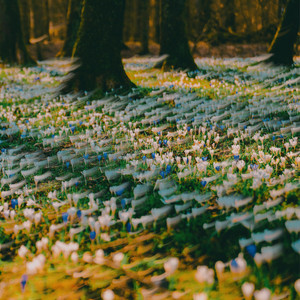 crocus by chlorophylle