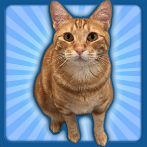 Silly Linguine Cat Simulator Deluxe Online: Main Theme by TyedyeBrody