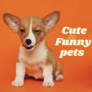 Bruno Portinho Trilhas para filmes - Cute & Funny Pets