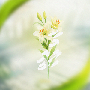 Heyvalla Boduberu - Maa Lily