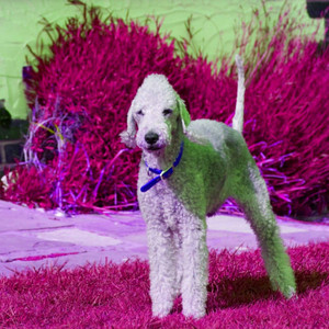 Music for Saturday Pups - Piano Bossa Nova Duo album