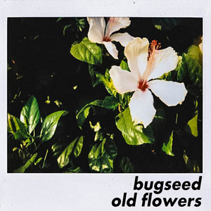 Old Flowers cover