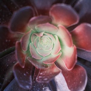 Aeonium by Drips Zacheer, Mononome, Funky Notes, Billa Qause, aprovoli