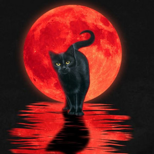 Go Meow !