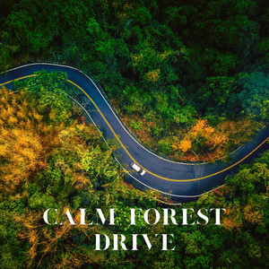 Calm Forest Drive