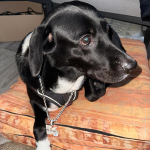 Brinkitussin & PolaKK - 17036 Freestyle