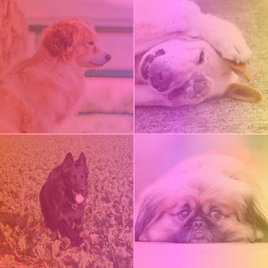 Music for Soothing Your Dog - Chill Out Guitar album