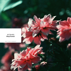 Mayflower by AFTRHRS
