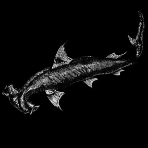 Don't Trust A Man by Shark School