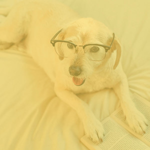 Echoes of Resting Dogs album
