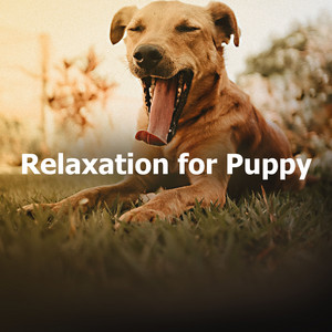 Relaxation for Puppy