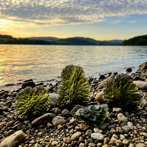 Moldavite by Tetela