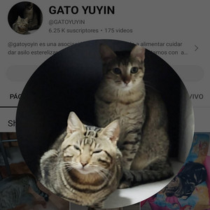 GATO YUYIN - AY QUE LINDO ES SER TU GATITO (Para todas las KARENS y las Karen macho)