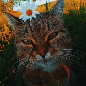 Fin Ayoto - Kiss Me Again