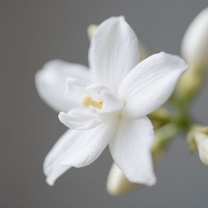 Bantal pucung - long distance miss