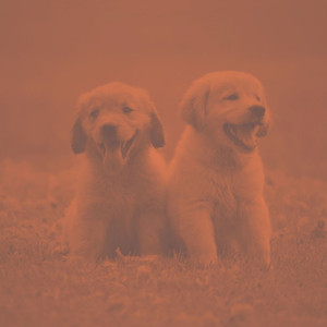 Bartione Sax solo - Ambiance for Puppy Training album
