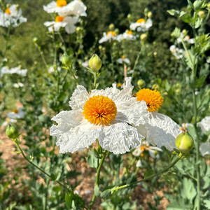 Darien Badakhsh - Ashoogashoo