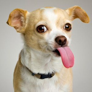 The Living Tombstone - Tom's Dog (asdfmovie5 theme)