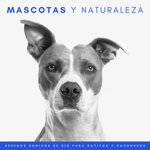 Mascotas Y Naturaleza: Serenos Sonidos De Río Para Gatitos Y Cachorros album