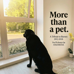 More than a pet by Benzarh