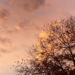 fallen leaves by Slowheal