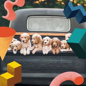 Guitar Chill Out - Ambiance for Calming Puppy album