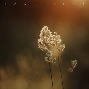 Soft Awakening by Somnifera