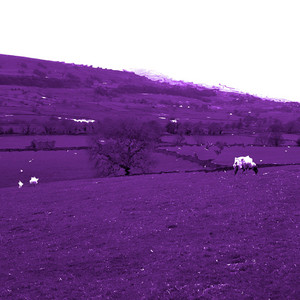 Lamb Source by Biss