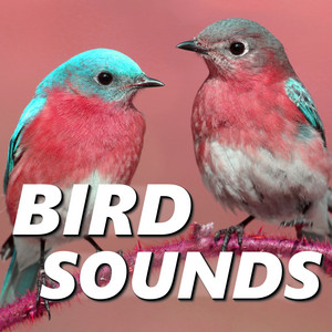 Bird Sounds