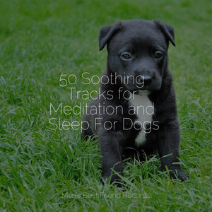 50 Soothing Tracks for Meditation and Sleep For Dogs album