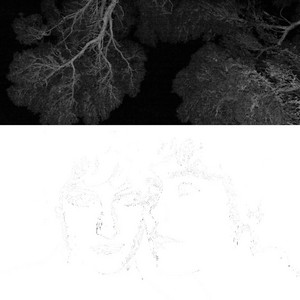 Branches by PPLUM