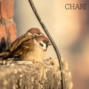 Chari