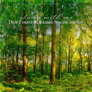 Sebastian Riegl - Deep Forest Blackbird Singing Sounds, Pt. 20